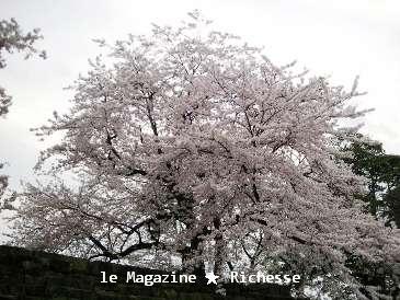 彦根桜2009春001
