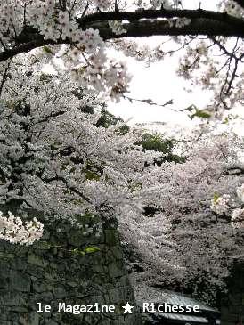 彦根城桜2009春003
