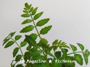 kitchen-le21avril09木の芽-01