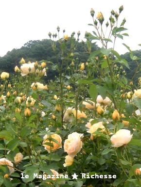 花フェスタle28mai2009 007