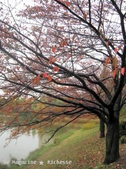 杁ヶ池2009紅葉03