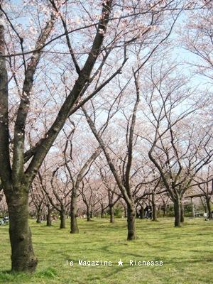 le30mars2010-さくら-平和公園00