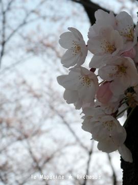 le30mars2010-さくら-平和公園02
