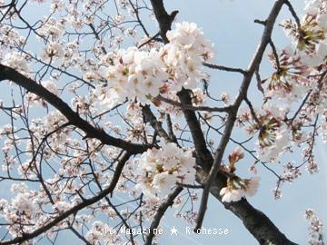 le30mars2010-さくら-平和公園01