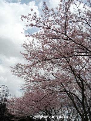 le3avril2010 クレマチス・ガーデンの桜(クレマチスの丘)