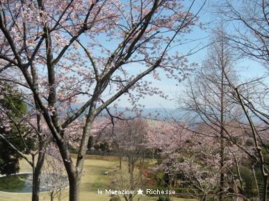 リストランテ「プリマヴェーラ」から望む桜
