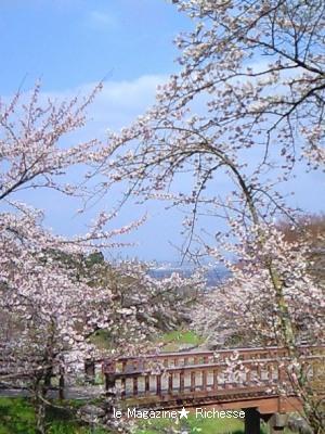 2010養老公園の桜 01
