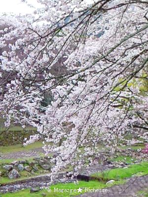 2010養老公園の桜