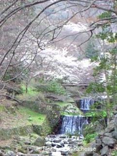 2010養老公園の桜 10