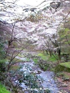 2010養老公園の桜 08