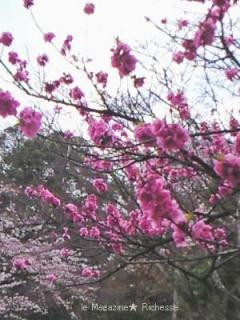 2010養老公園の桃の花