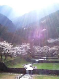 2010養老公園の桜_06