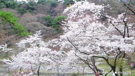 2010養老公園の桜(ソメイヨシノ)