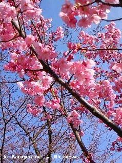 彦根城西の丸の桜(陽光桜)