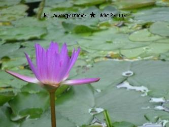 le21mai2010睡蓮_01