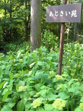 大原三千院 あじさい苑