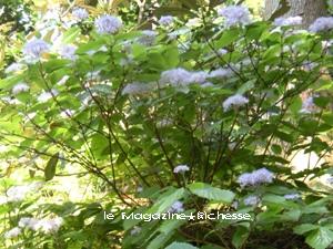 あじさい苑 紫陽花 04