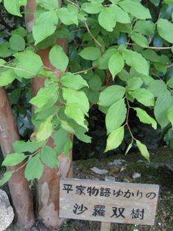 草生の里 沙羅双樹