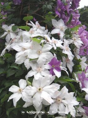 クレマチスの花_クレマチスの丘エントランス