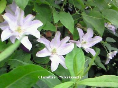 Clematis ‘Yukikomati’
