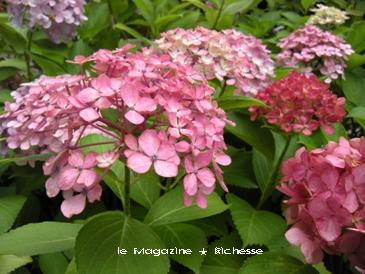 le30juin2010 紫陽花 00