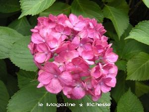 le30juin2010 紫陽花