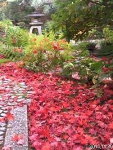 茶寮宝泉_庭園のもみじ_02