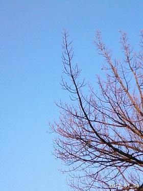 le09janvier2011上野天満宮