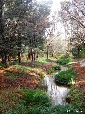 le10janvier2011_世界文化遺産_糺の森01