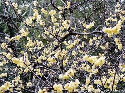 le25fevrier2011_Chimonanthus praecox f. concolor/ロウバイ科 素心蝋梅(ソシンロウバイ)