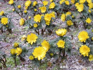 Adonis amurensis Regel Radde/キンポウゲ科福寿草(フクジュソウ)