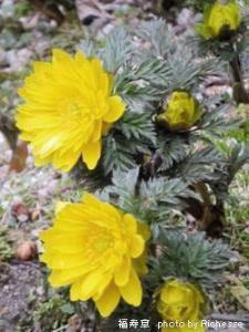 Adonis amurensis Regel Radde/キンポウゲ科福寿草(フクジュソウ)02