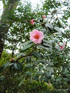 Camellia uraku (Makino) Kitamura./ツバキ科有楽(椿)