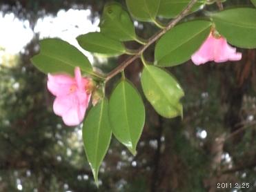 Camellia uraku (Makino) Kitamura./ツバキ科有楽(椿)