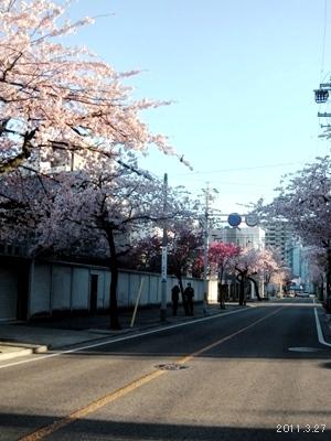 le27mars2011_大寒桜_名古屋市東区高岳周辺(桜通泉2丁目信号〜飯田町信号)