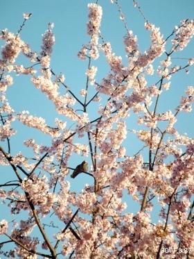 2011名古屋東区 大寒桜/Cerasus × kanzakura ‘Oh-kanzakura’