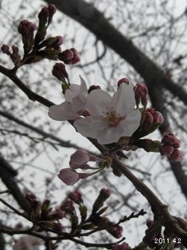 le2avril3011賢島_志摩観光ホテルガーデンの桜