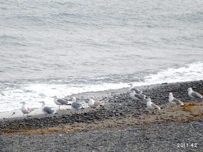 三重県志摩市阿児町甲賀 水際の海猫(ウミネコ)