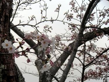 賢島_志摩観光ホテルガーデンの桜02