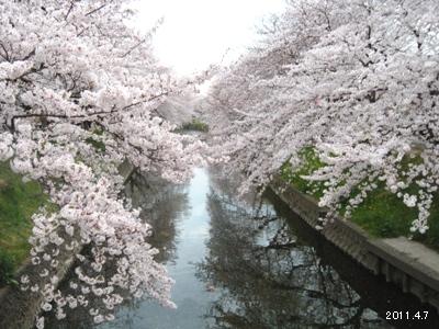 le7avril2011_岩倉市_五条川の桜まつり