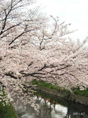 岩倉市_五条川の桜まつり01