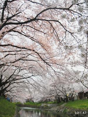 岩倉市_五条川の桜まつり02