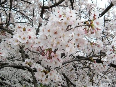 岩倉市_五条川の桜まつり04