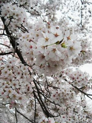 岩倉市_五条川の桜まつり05