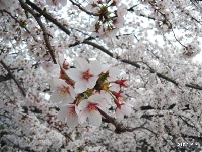 岩倉市_五条川の桜まつり06