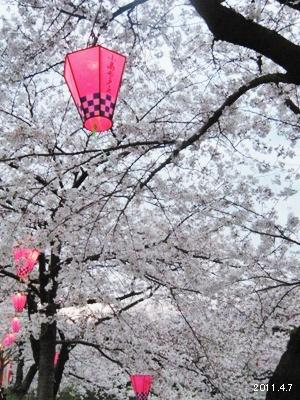 岩倉市_五条川の桜まつり07