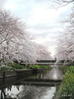 le7avril2011_岩倉市_五条川の桜まつり_00