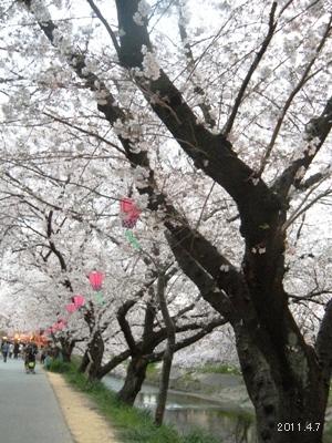 岩倉市_五条川の桜まつり08