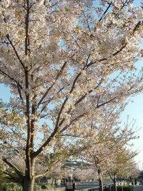 le14avril2011_山崎川散策路のさくら並木(名古屋市)