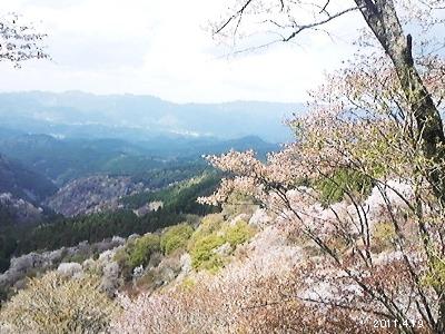 le19avril2011_奈良県吉野山 花矢倉より上千本の桜を望む